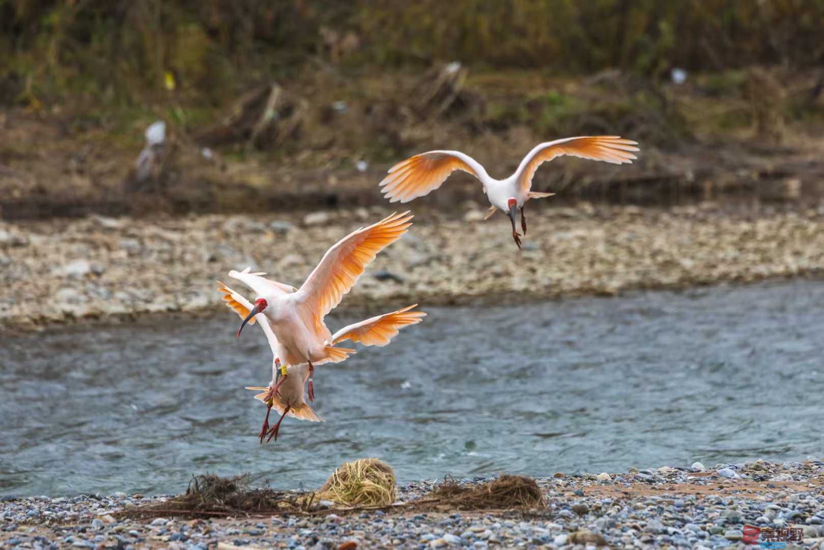 袁小保_2025-11-09_233545_427 (5).jpg