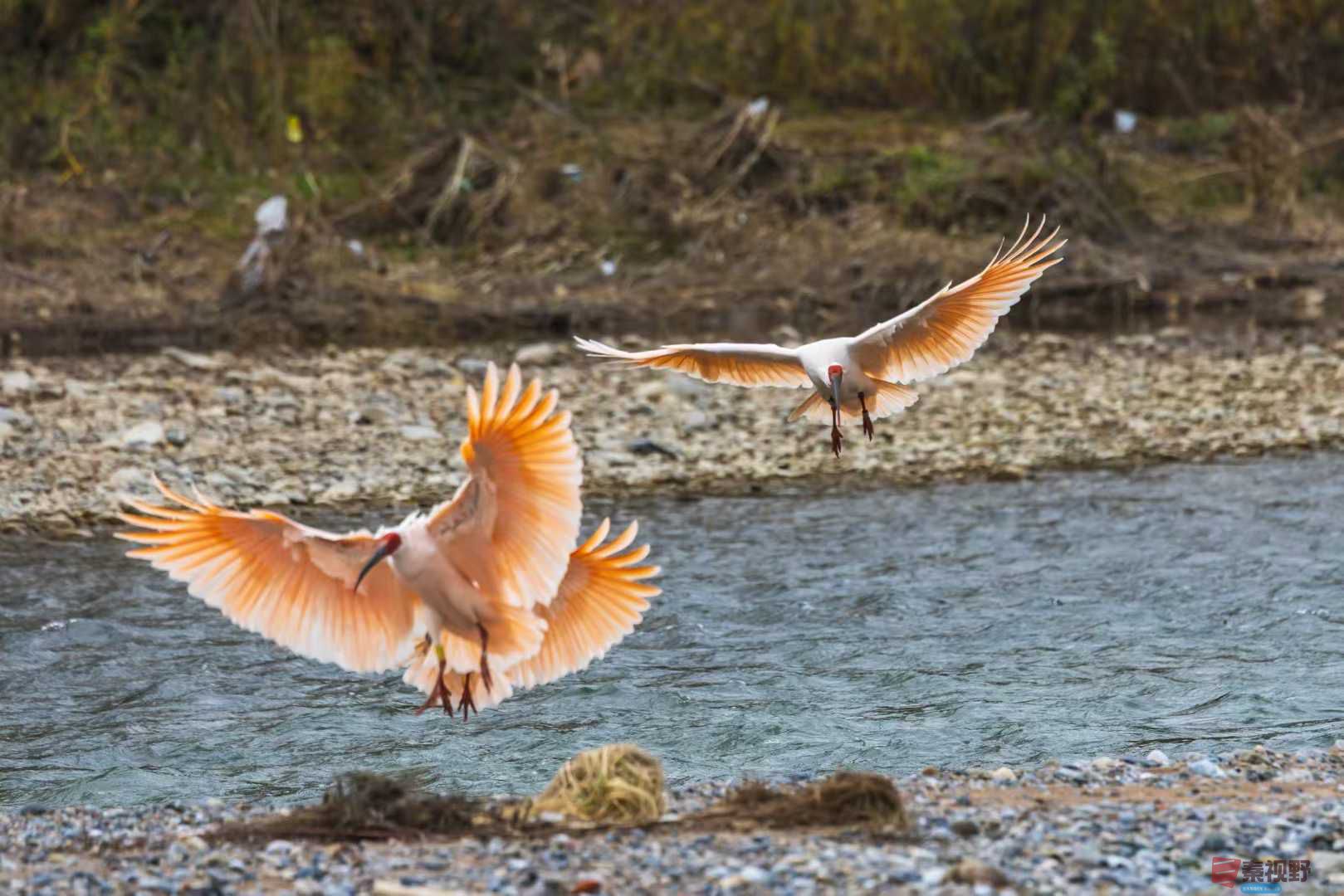 袁小保_2025-11-09_233545_427 (9).jpg