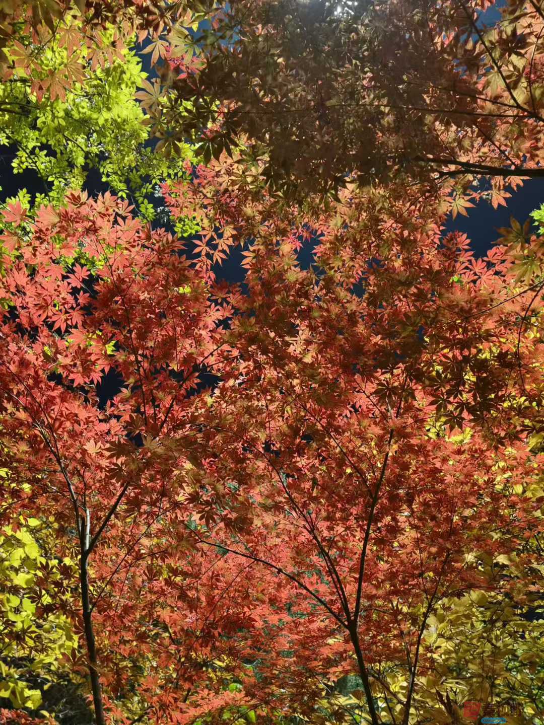 秋夜的宁静【摄影欧阳晓晓】