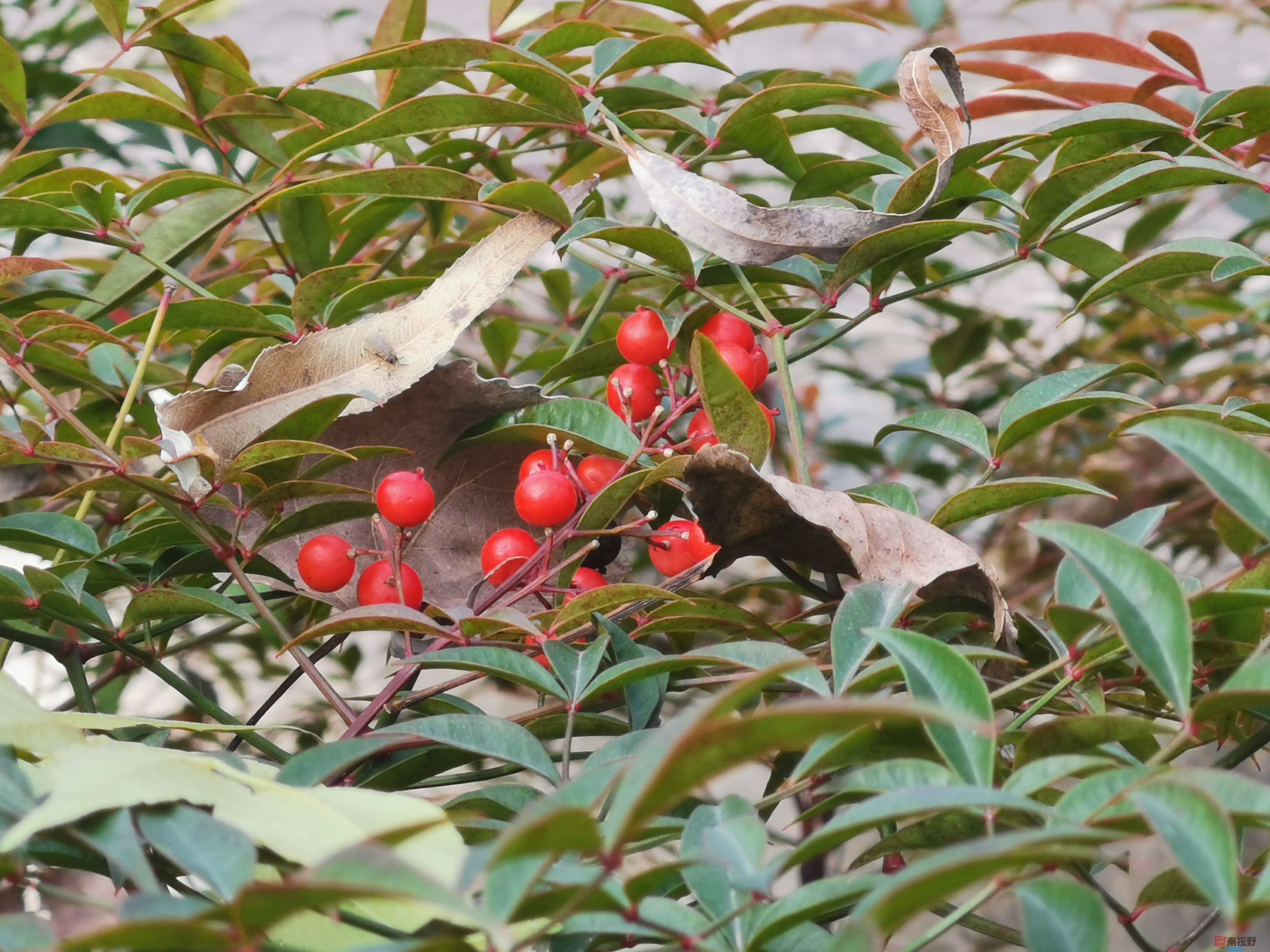 李维杰_20251112134245_1_482 (2).jpg