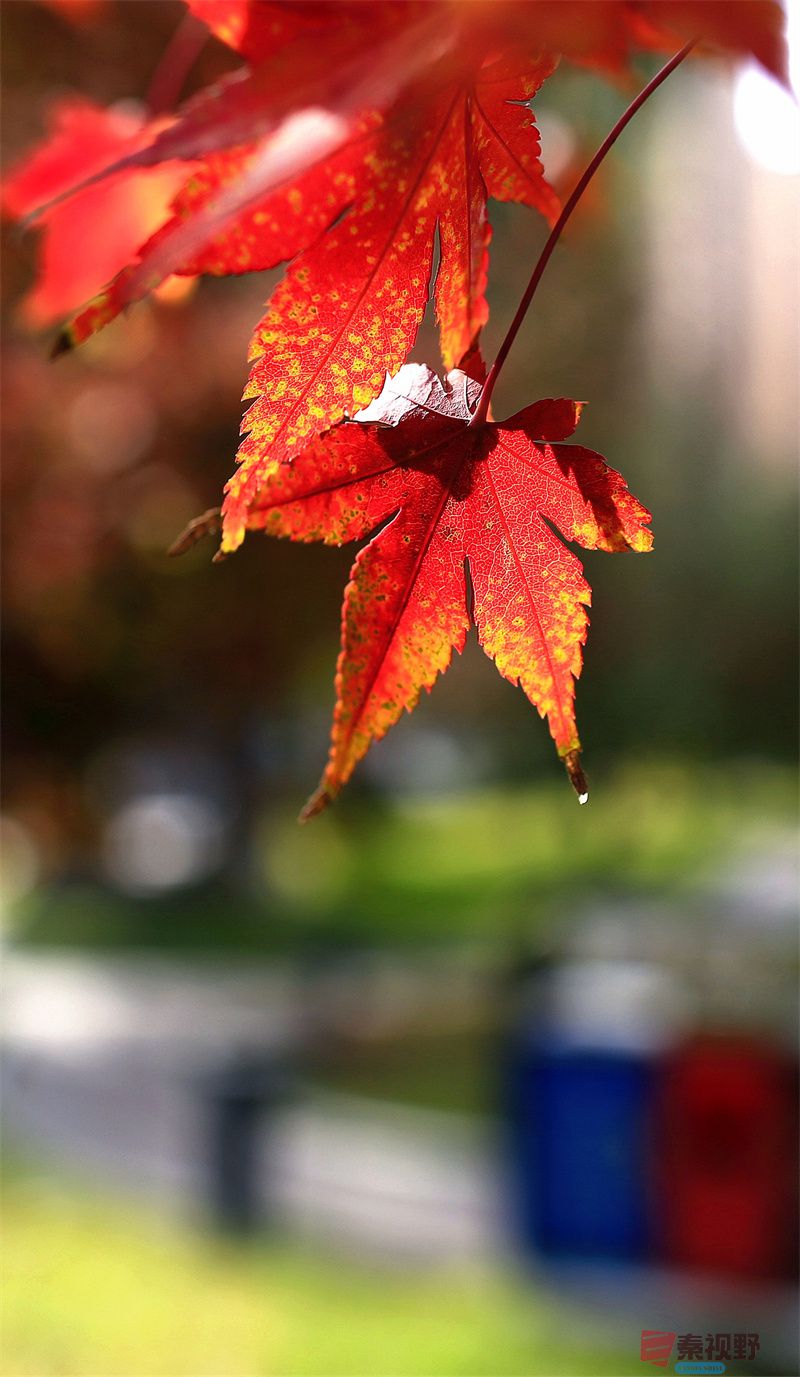 <strong>深秋景色【摄影寇群利】</strong>