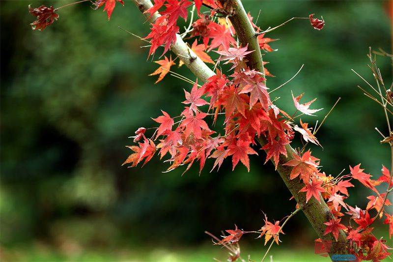 寇群利压缩_20251117190819_3373_463 (5).jpg