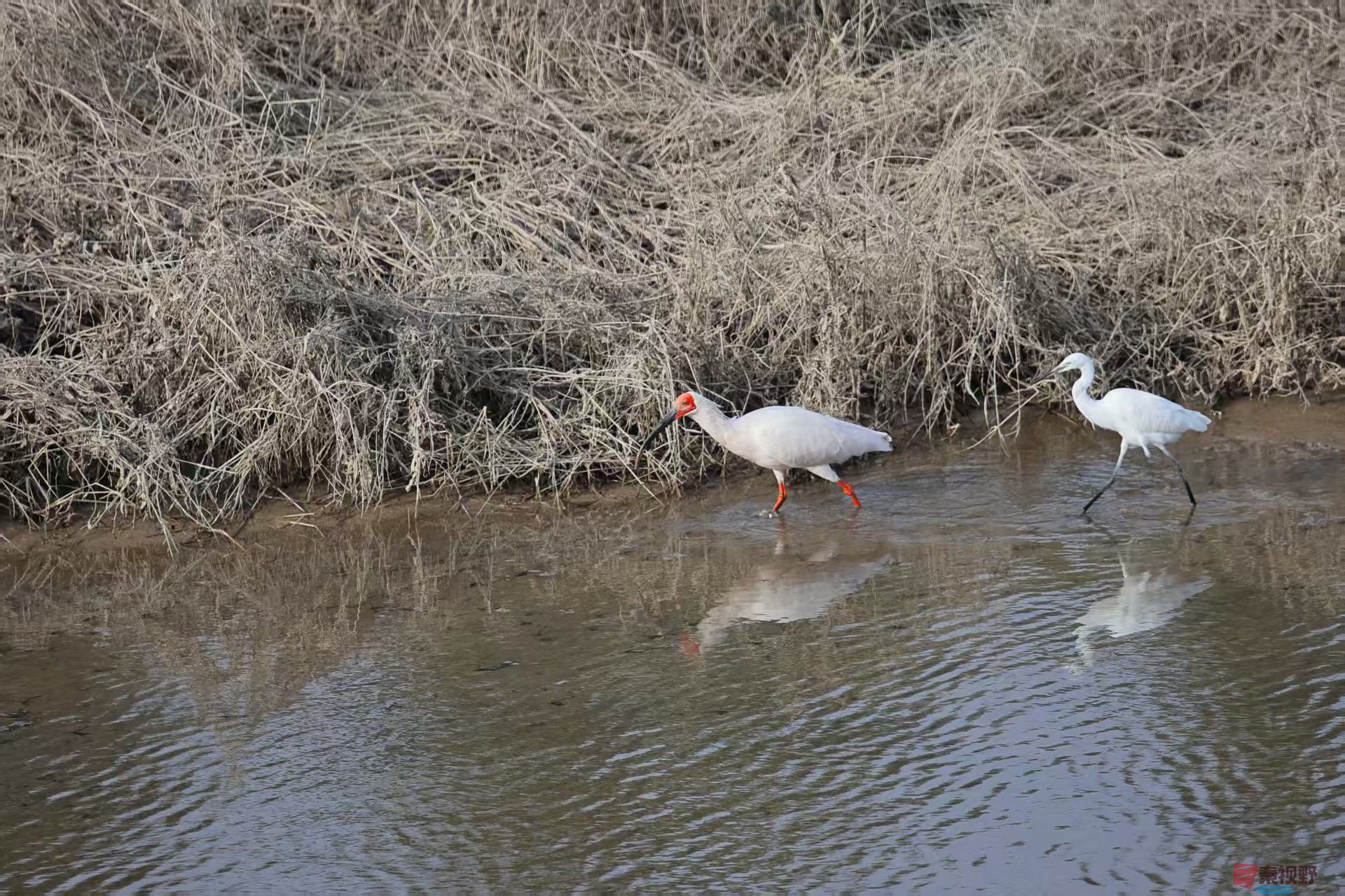 铜川耀州初冬时节的鸟儿【摄影陈耀杰】