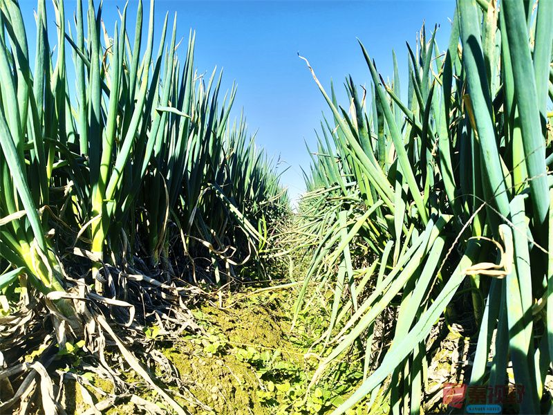 <strong>西安鄠邑区郝村滩的大葱【摄影任周民 】</strong>