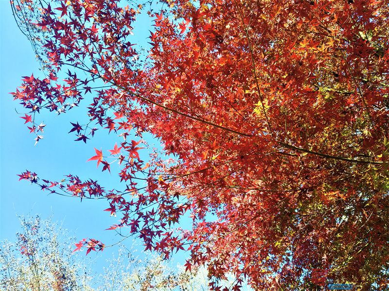 <strong> 鄠邑区丁村红枫林【摄影任周民】</strong>