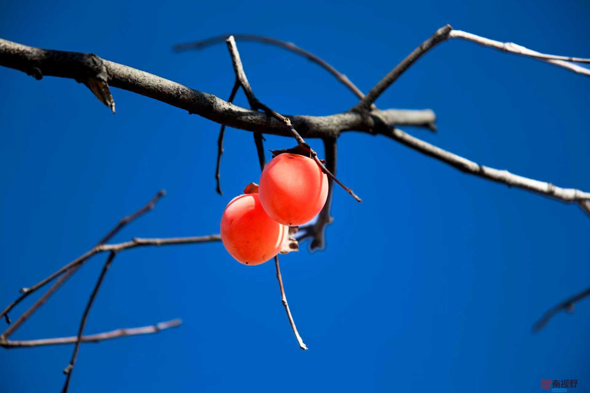 陈耀杰_20251120132032_3543_463 (1).jpg