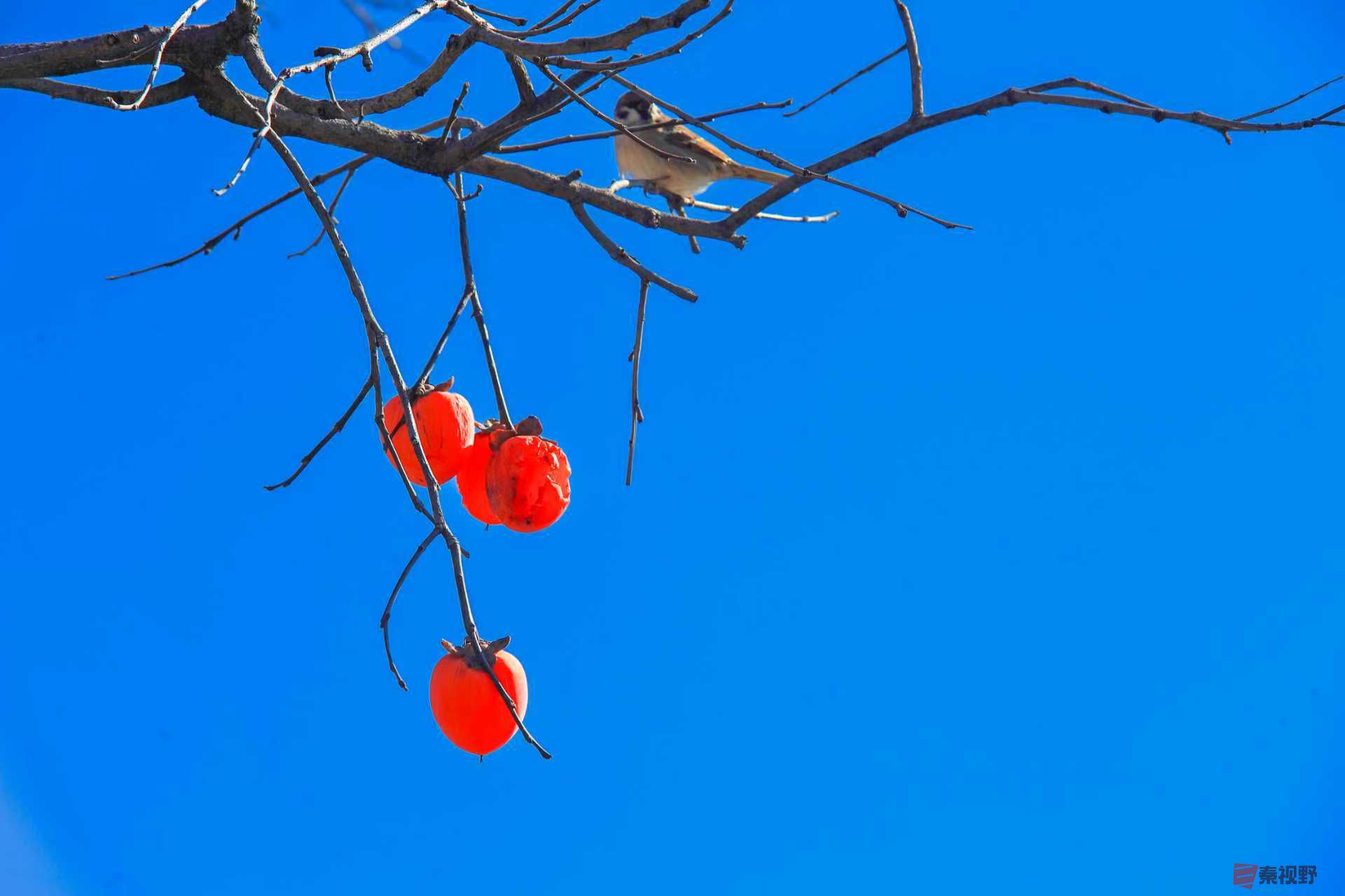 陈耀杰_20251120132032_3543_463 (3)(1).jpg