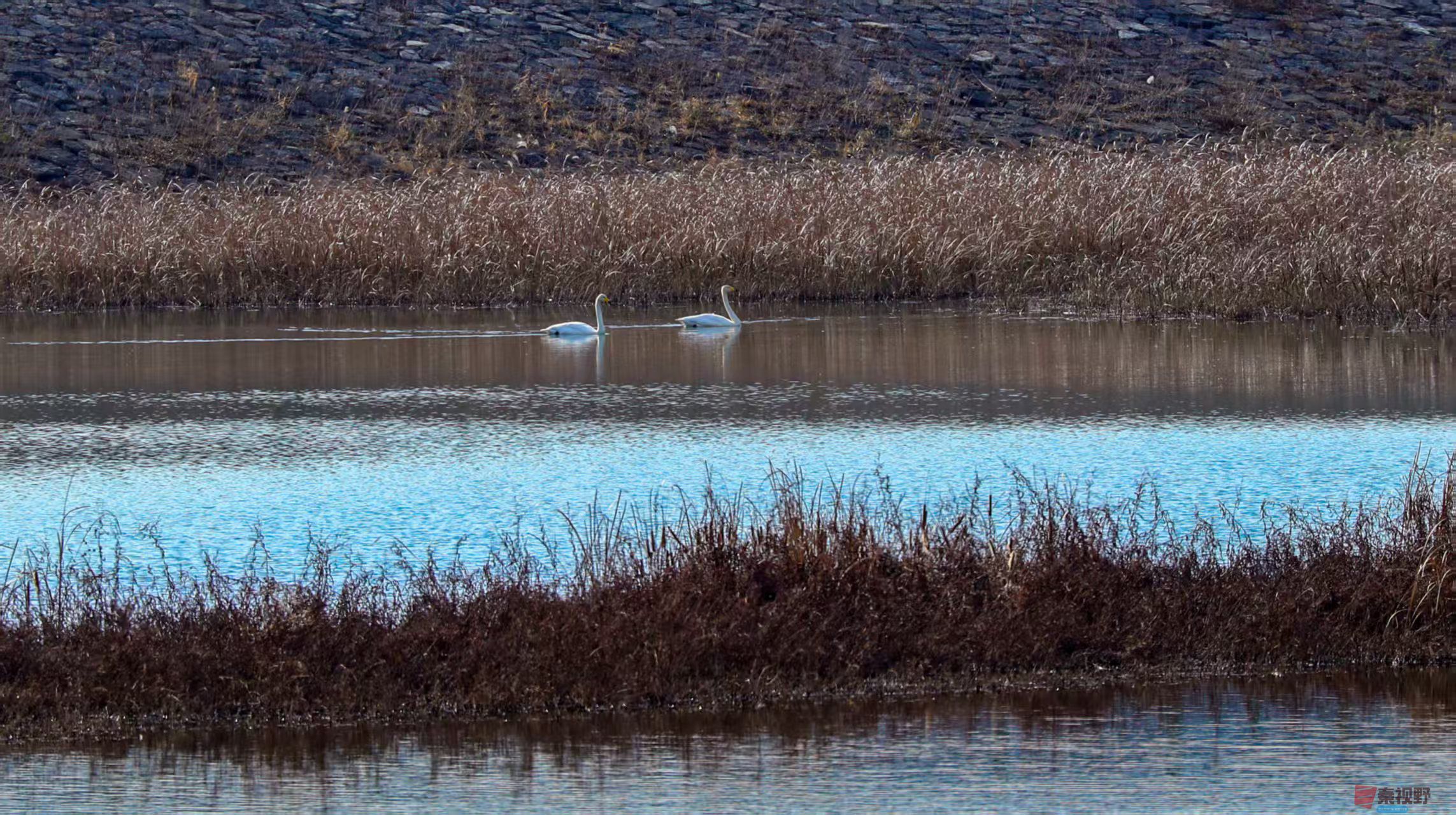 <strong>铜川初冬的白天鹅【摄影李雪平】</strong>