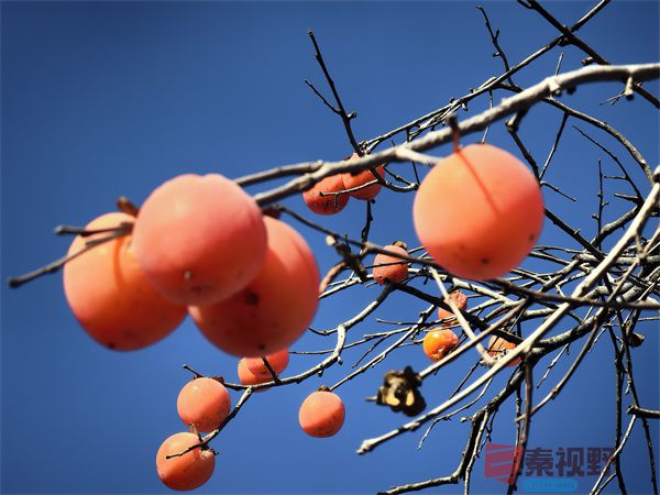 初冬的柿子（1）【摄影刘孝文】