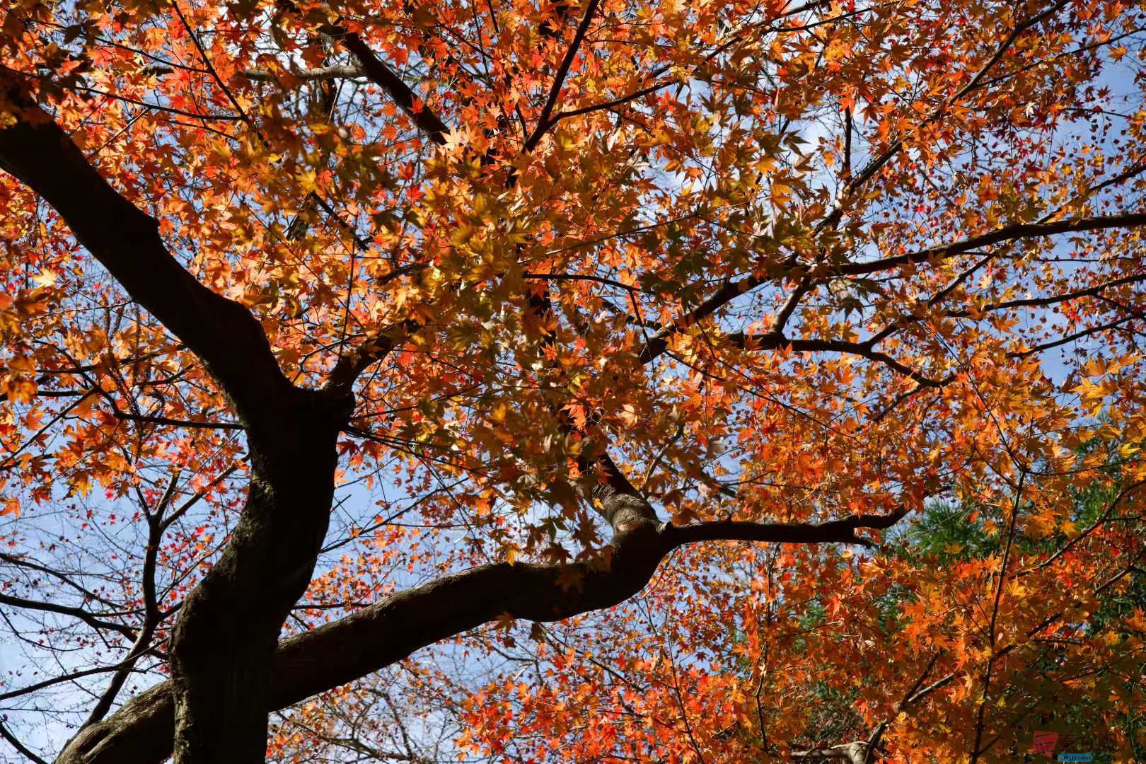 张巧玲_2025-11-24_211838_435 (1).jpg