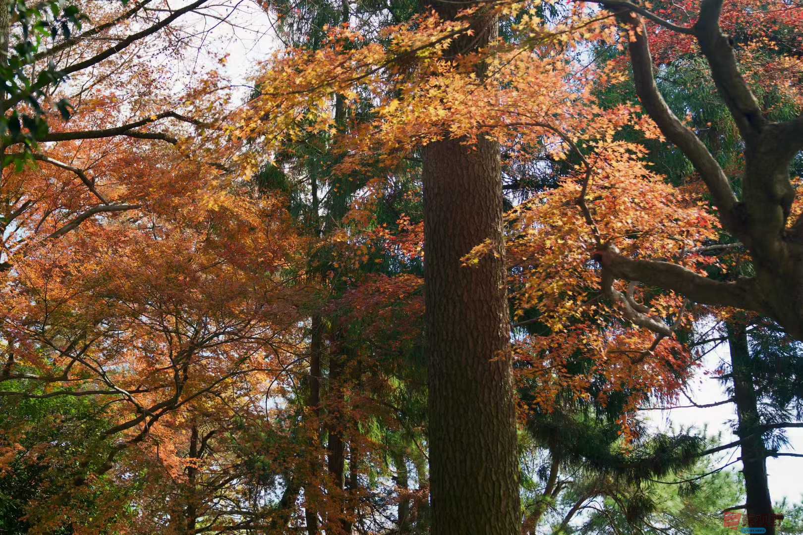 张巧玲_2025-11-24_211838_435 (2).jpg