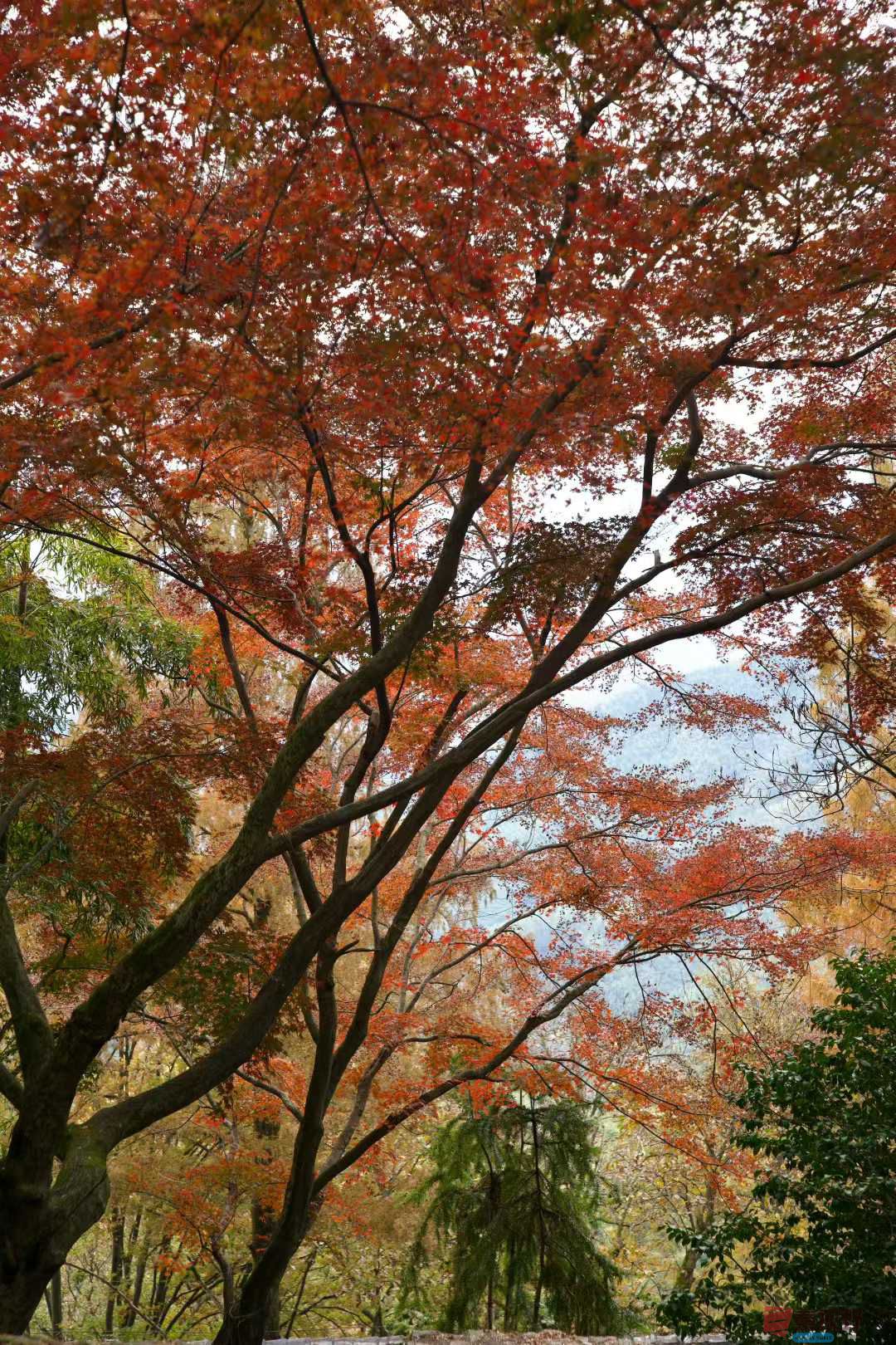 张巧玲_2025-11-24_211838_435 (5).jpg