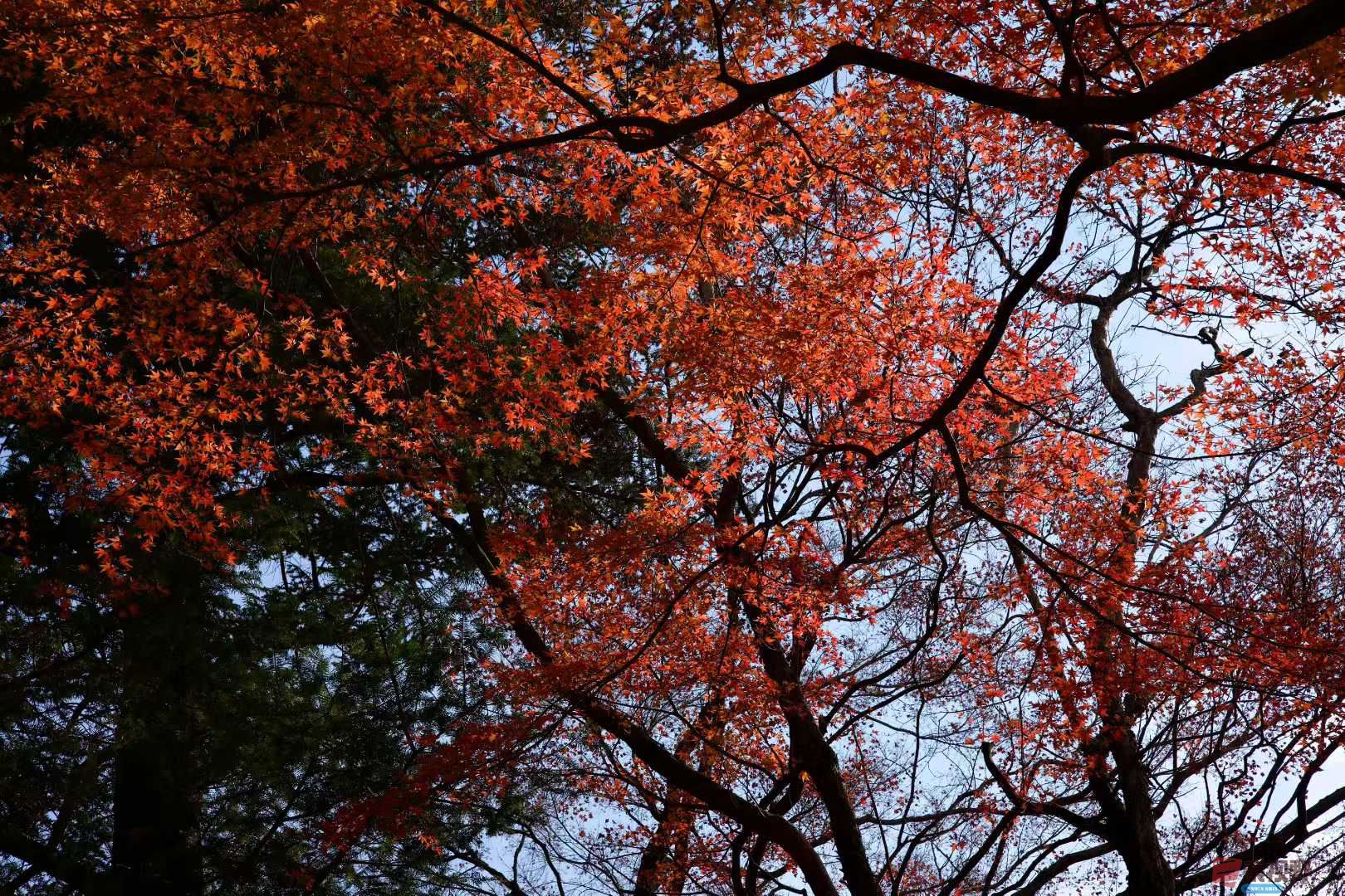 初冬红叶【摄影张巧玲】