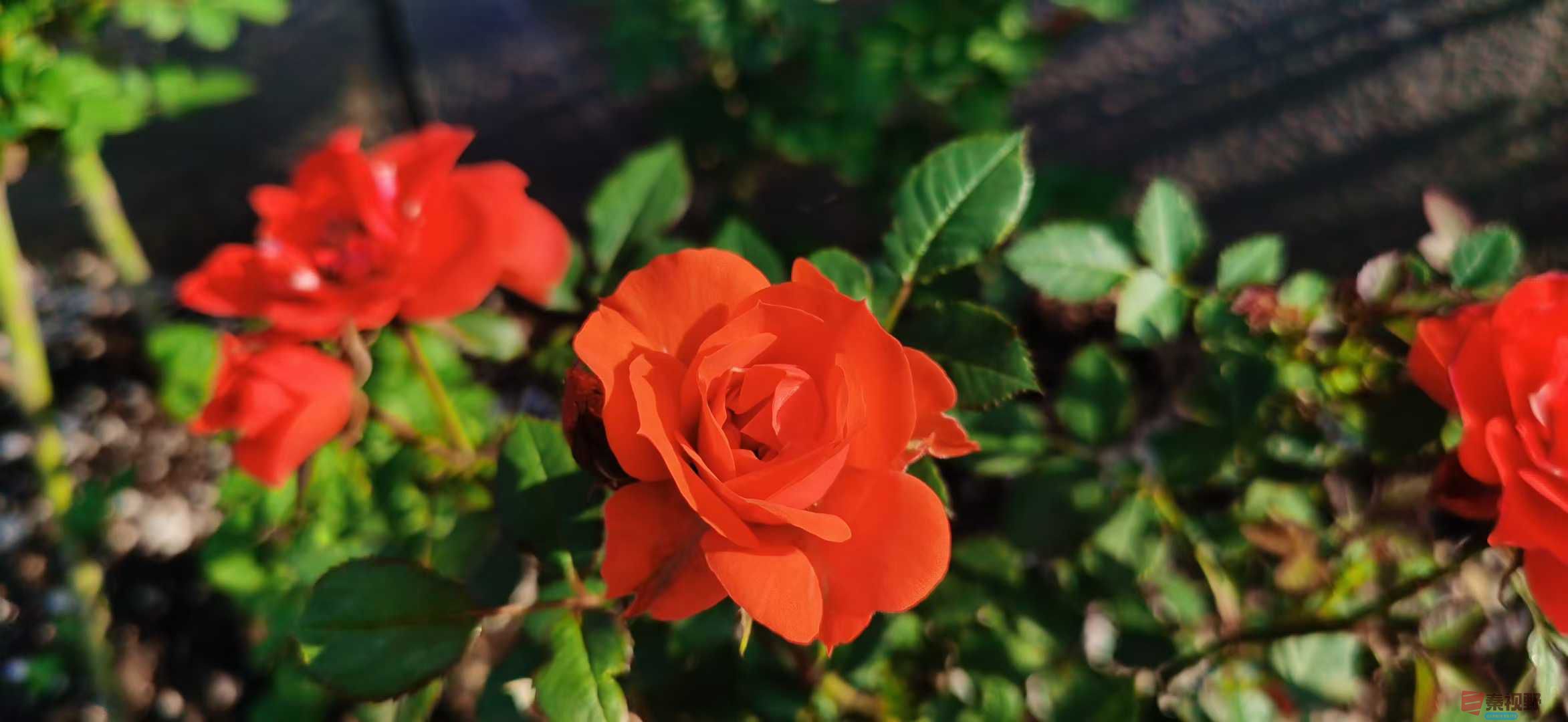 贺承军_2025-11-25_123450_133 (4).jpg