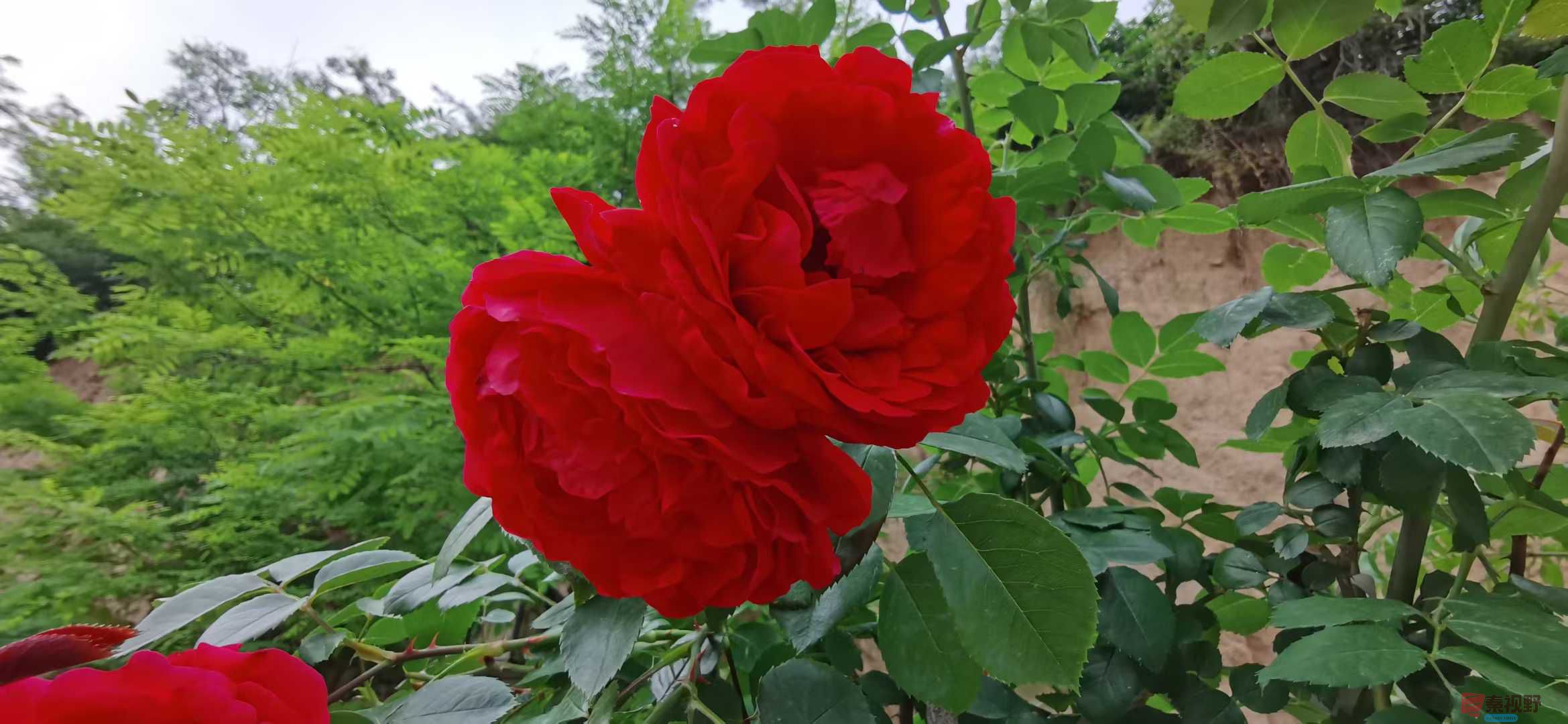 秋花也烂漫【摄影贺承军】