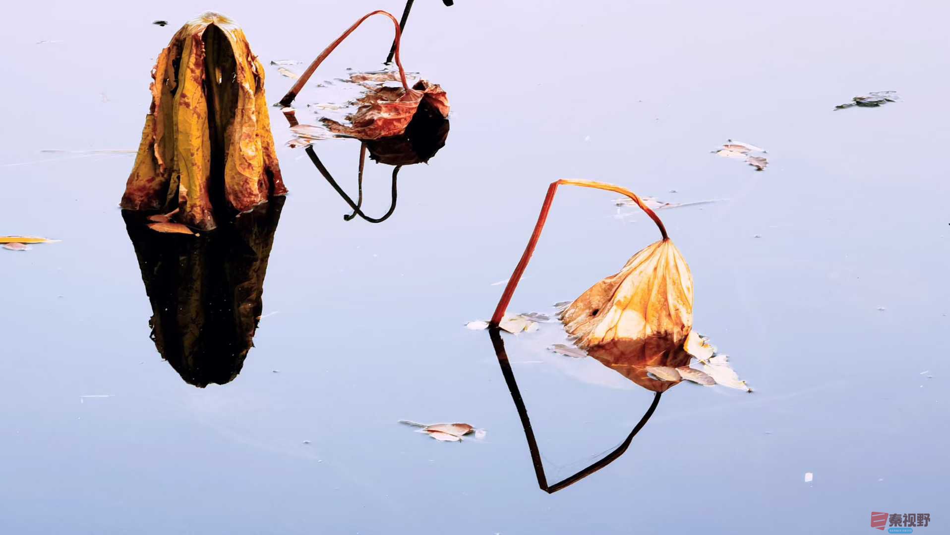 荷韵【摄影马世国】