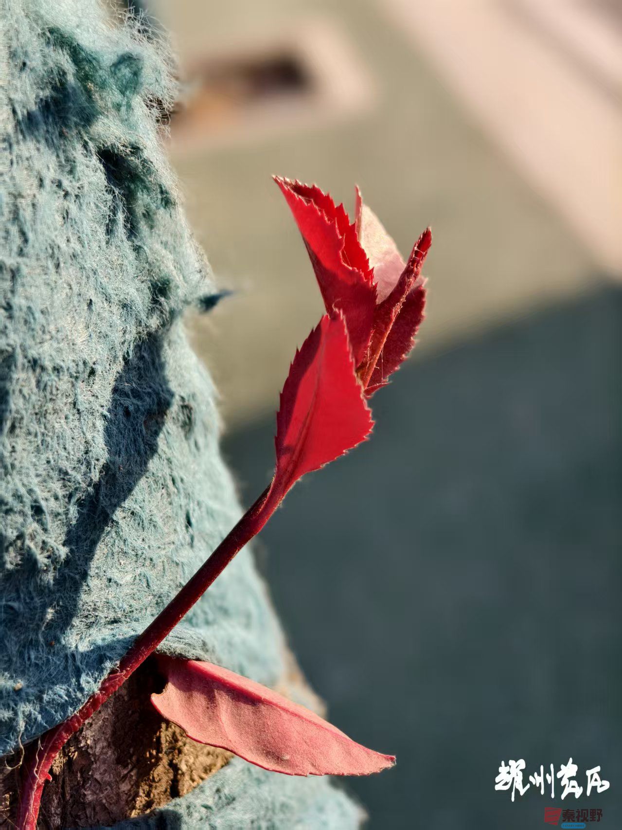 萌芽【摄影宋宝文】