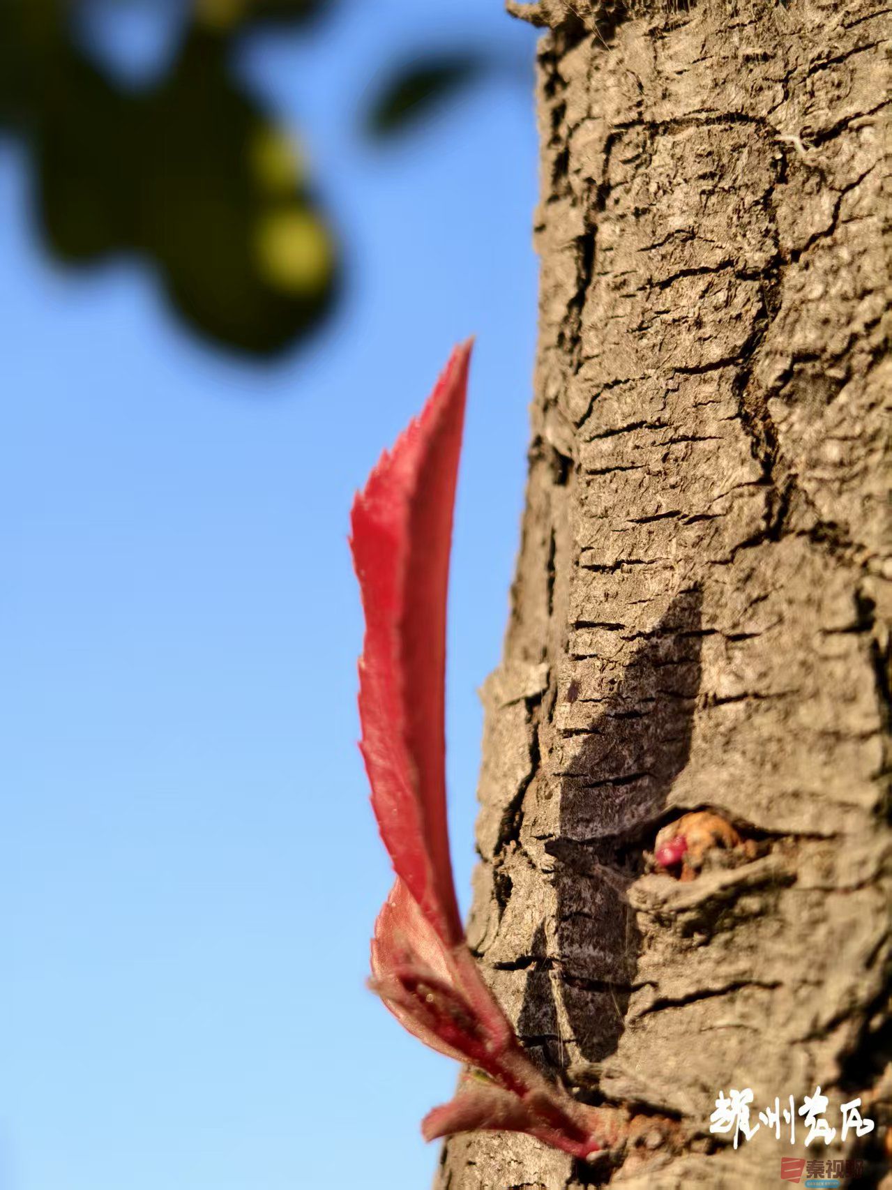 宋宝文_20251125194255_3831_463 (3).jpg