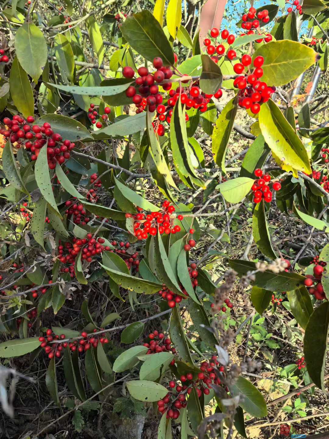 王子文_2025-11-25_122709_388 (2).jpg