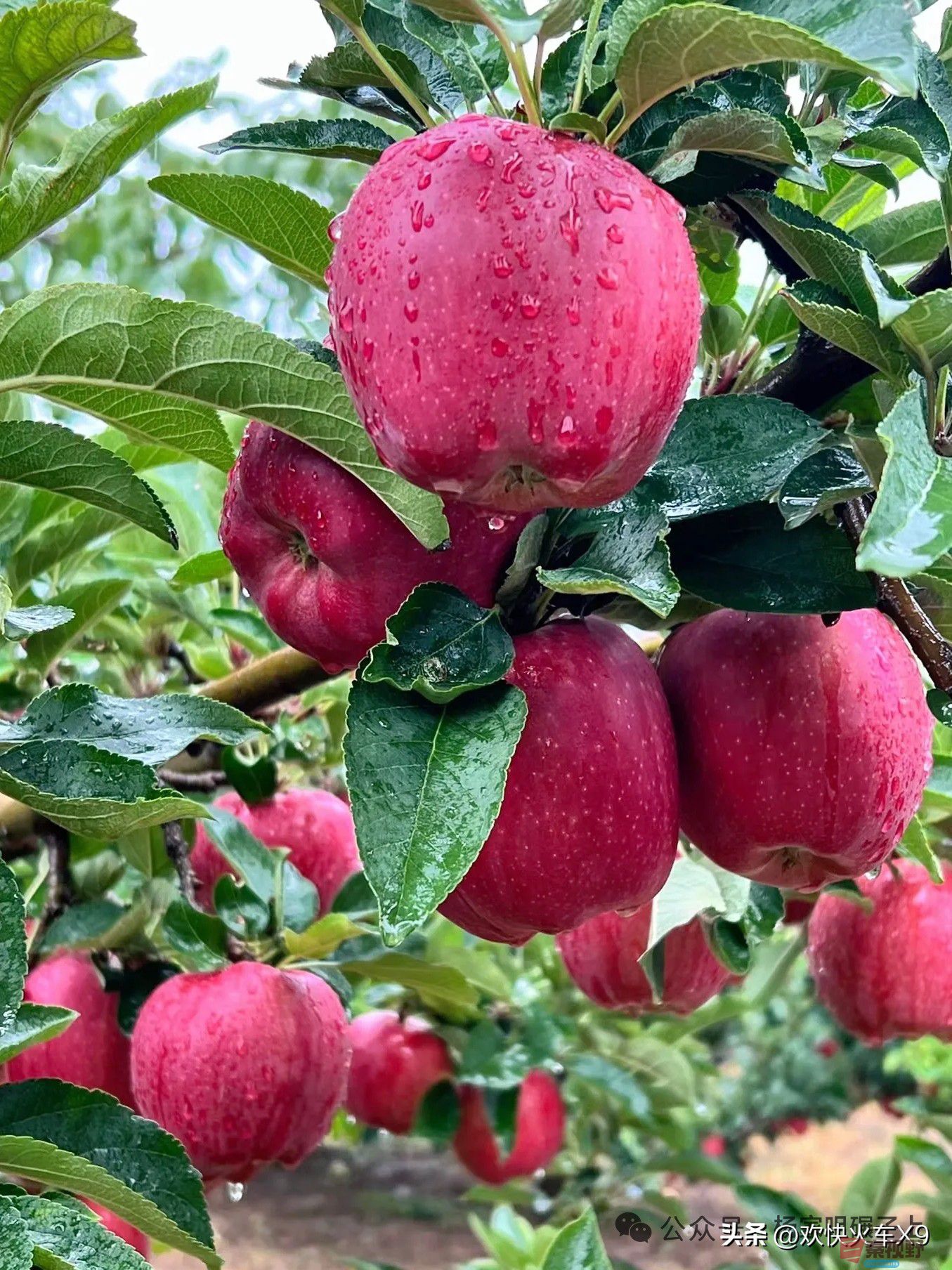 <strong>富士苹果就是好</strong>