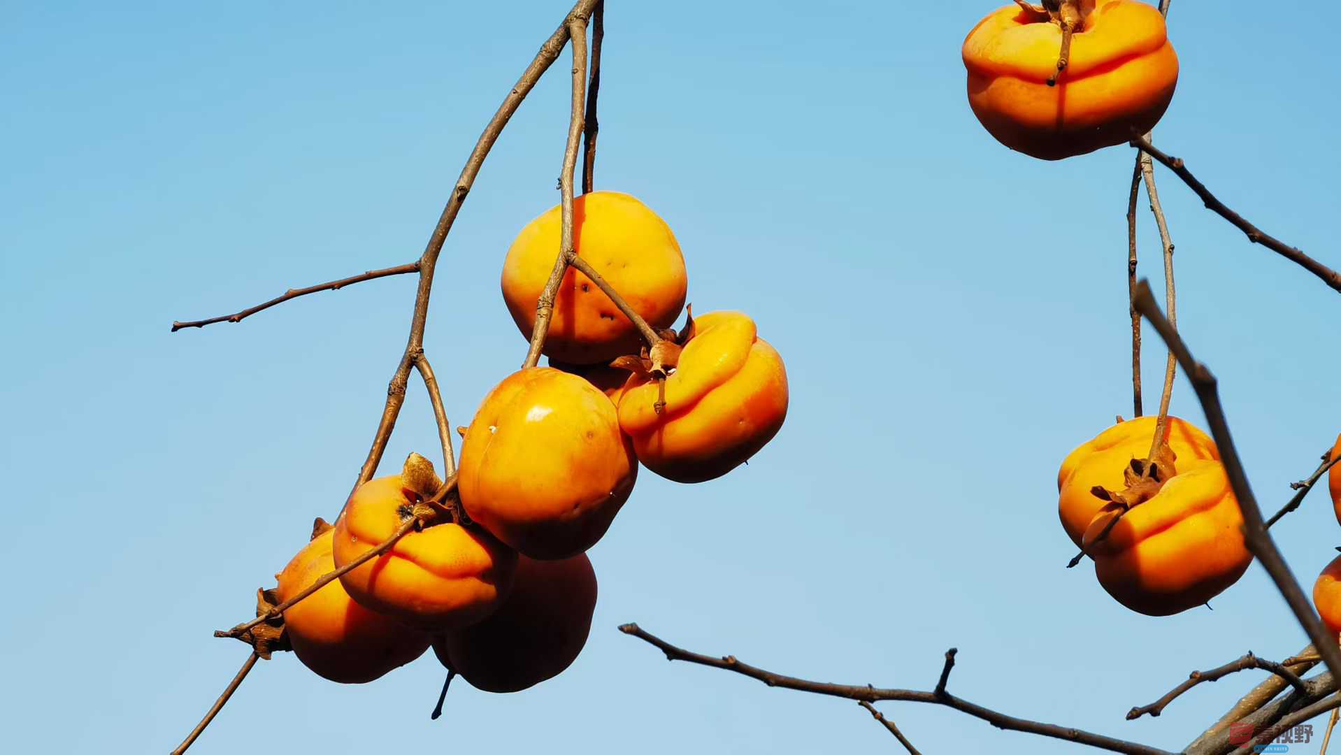 冬日的柿子【摄影马世国】