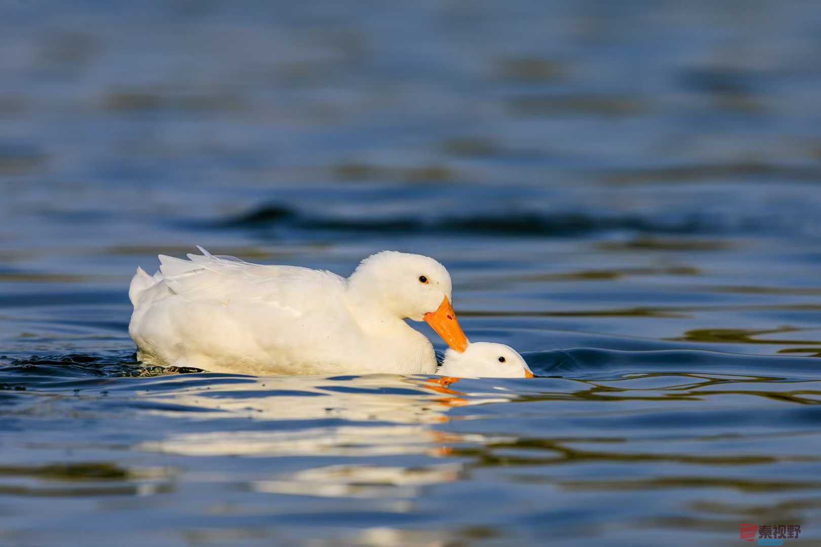 袁小保_2025-11-28_162554_807 (1).jpg