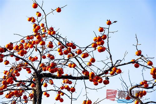 张宝光压缩_20251213173045_4516_463 (1).jpg