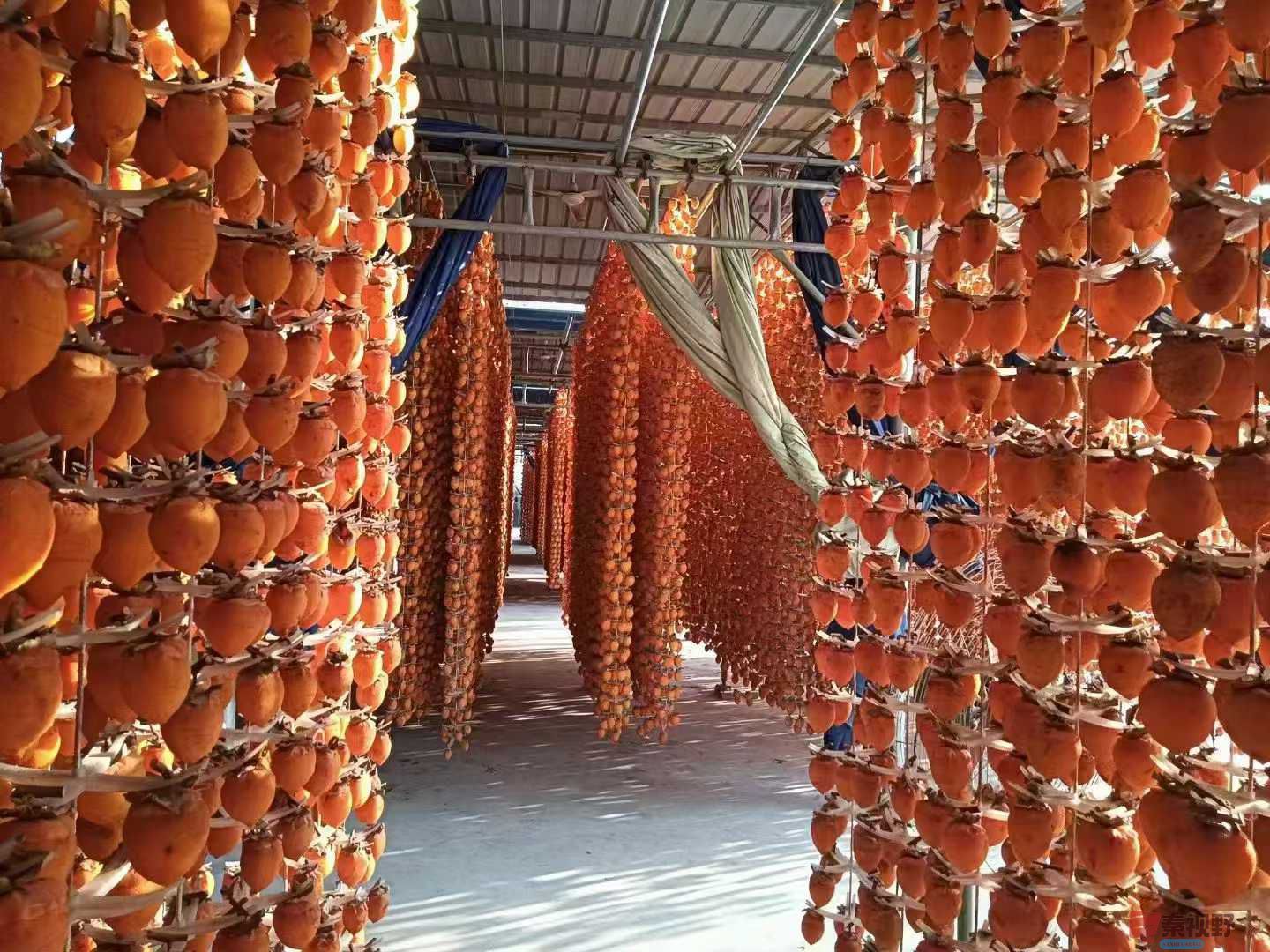 陕西富平好柿饼【摄影陈孟林】