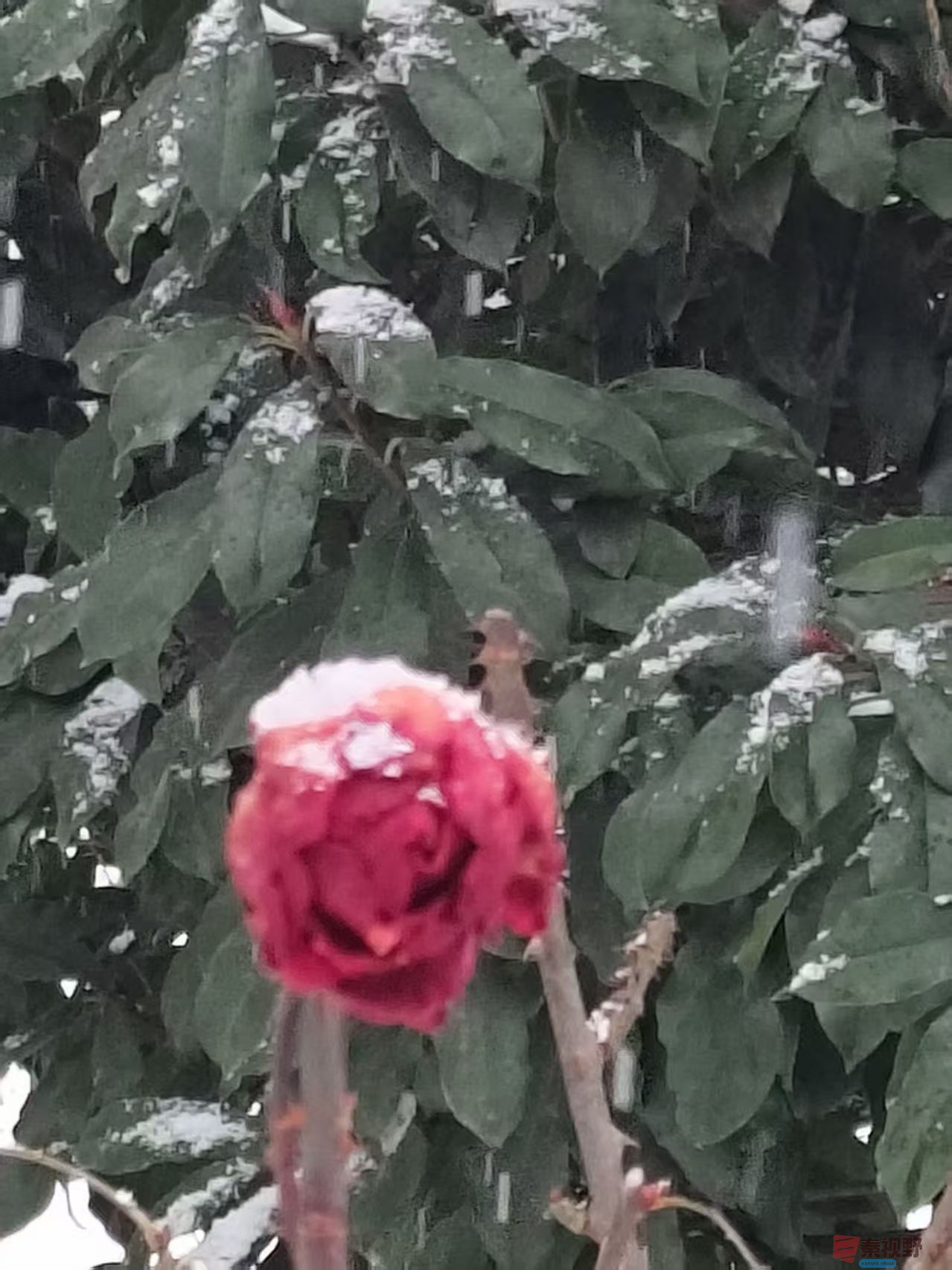 吕卫东_20260131180129_116_583 (5).jpg