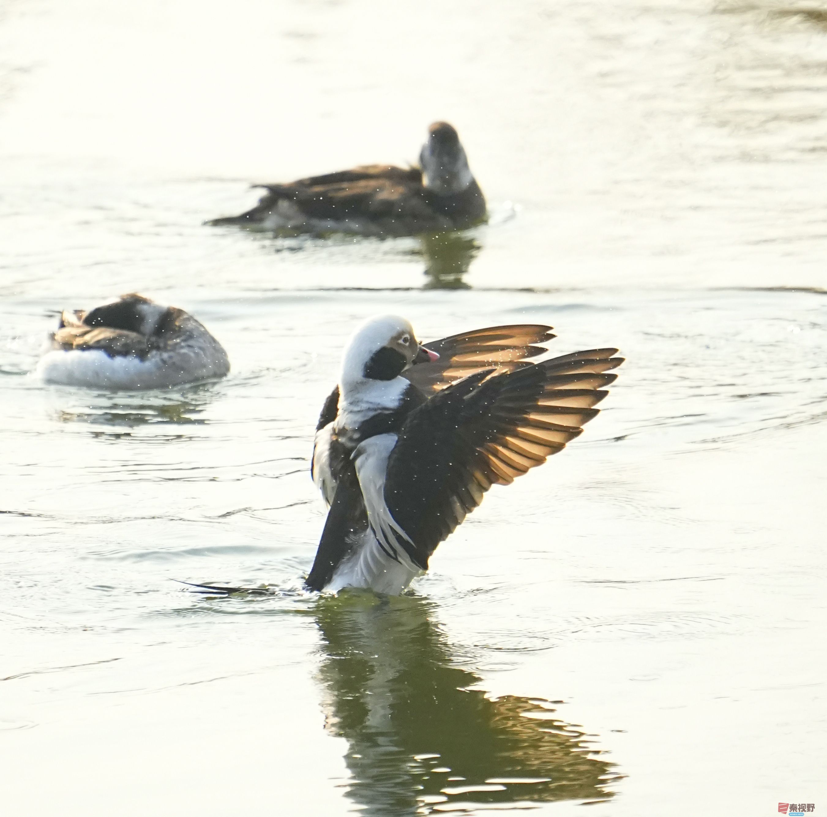 伍卸凤_20260131210906_7303_463 (9).jpg