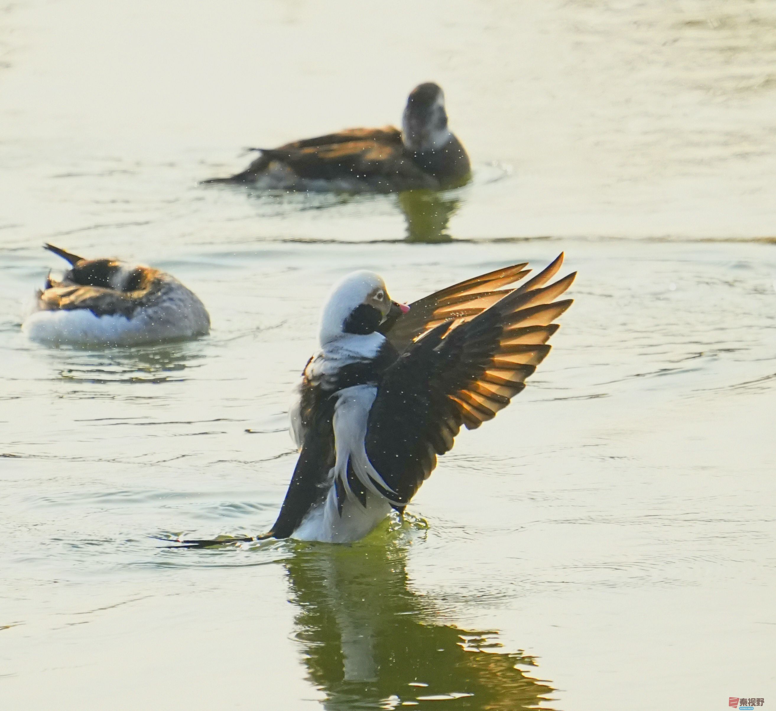 伍卸凤_20260131210906_7303_463 (11).jpg