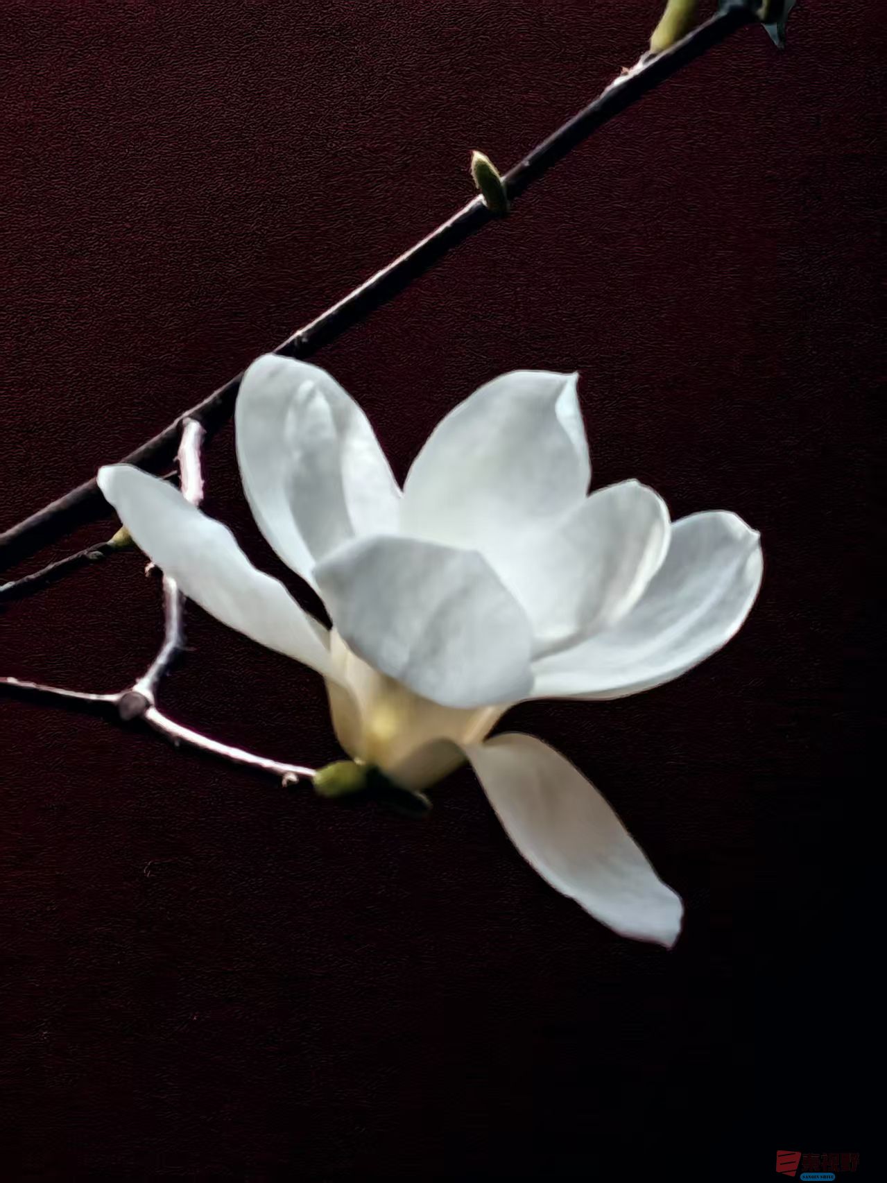 <strong>玉兰花开【摄影杨波】</strong>