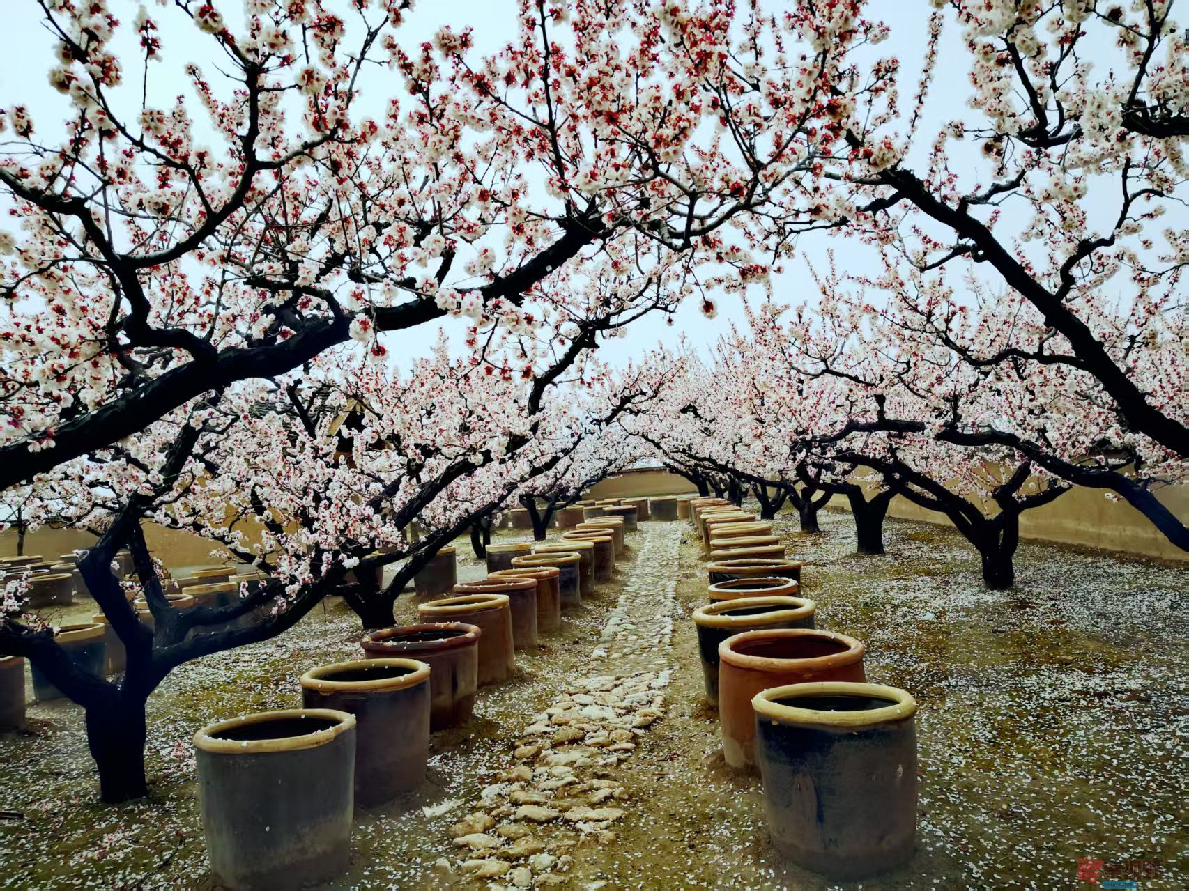 李雪平_20260320202008_4515_47 (2).jpg