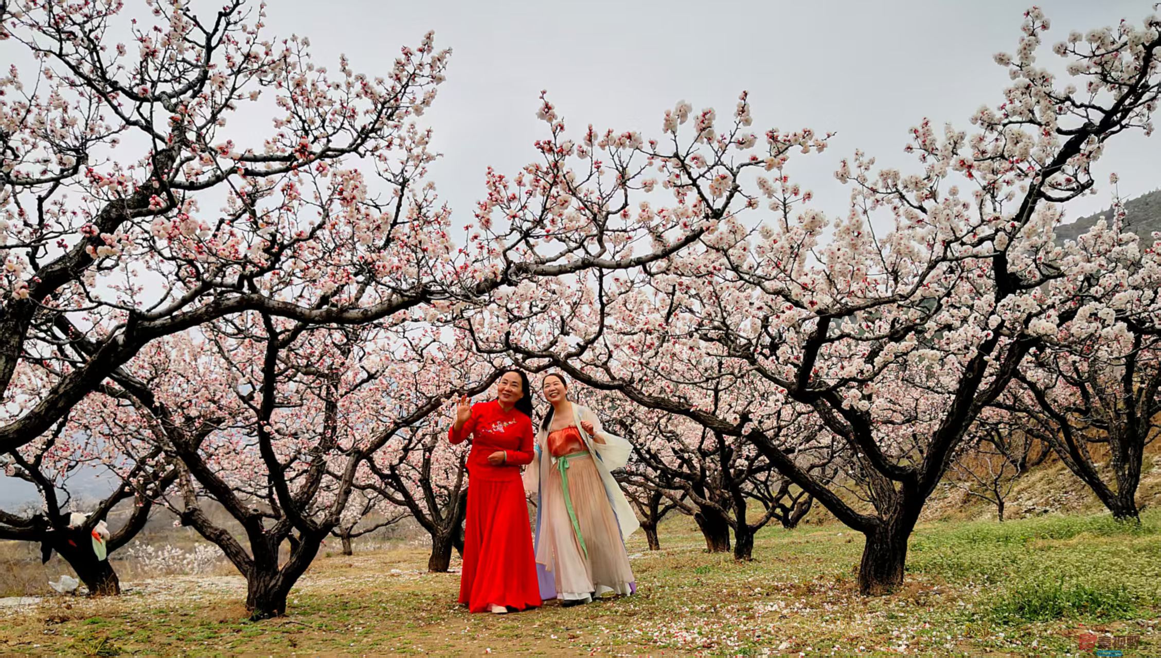 <strong>春色满园【摄影李雪平】</strong>